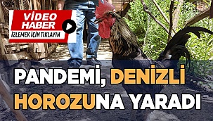 Pandemi, Denizli Horozuna yaradı