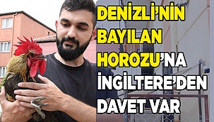 Ünü dünyaya yayılan 'Bayılan horoz' İngiltere'den davet aldı