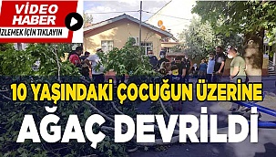 Üzerine ağaç devrildi, iğneden korktuğu için ambulansa binmedi