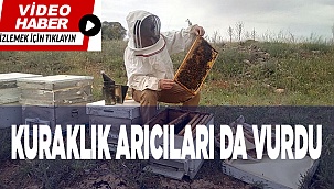 Yaşanan kuraklıktan arı varlığı ve bal üretimi de etkilenmeye başladı