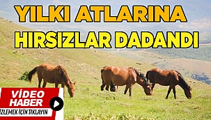 Yılkı atlarına hırsızlar dadandı