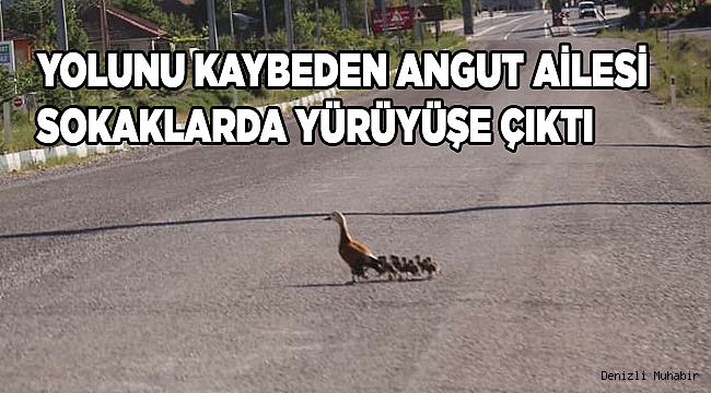 Yolunu kaybeden angut ailesi sokaklarda yürüyüşe çıktı