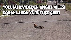 Yolunu kaybeden angut ailesi sokaklarda yürüyüşe çıktı