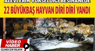 22 büyükbaş hayvan telef oldu