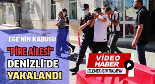 Bu pireler hayvanları komple alıp götürüyor