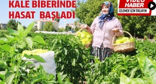 Coğrafi işaretli Kale biberinde  hasat  başladı