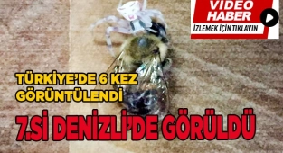 Denizli'de insan yüzlü böcek bulundu