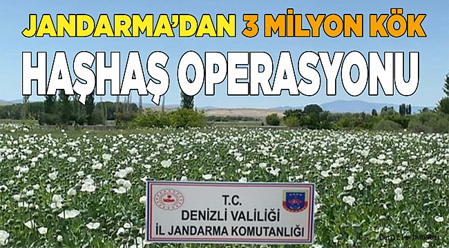 Denizli jandarması 3.8 milyon adet kök haşhaş ele geçirdi