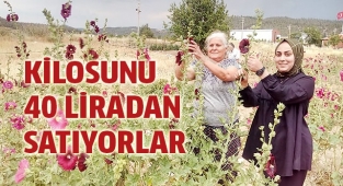 'Deve gülü' ekmek kapısı oldu