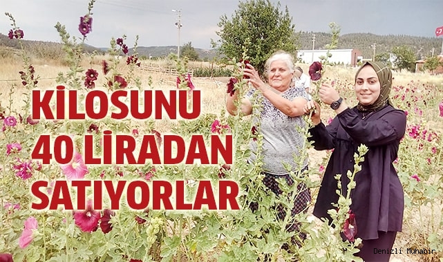 'Deve gülü' ekmek kapısı oldu