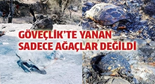 Göveçlik'te canlar da yandı