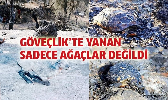 Göveçlik'te canlar da yandı