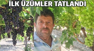 İlk üzümler tatlandı