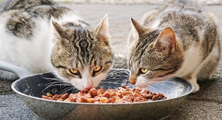 Kedi Maması Seçerken Bilmeniz Gereken 5 Şey