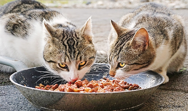Kedi Maması Seçerken Bilmeniz Gereken 5 Şey