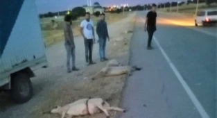 Koyunları telef etti, kaçarken plakayı bıraktı