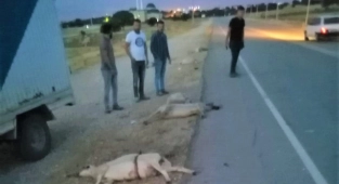 Koyunları telef etti, kaçarken plakayı bıraktı