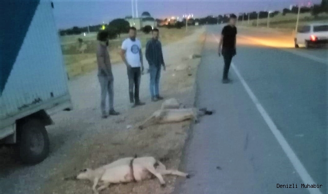 Koyunları telef etti, kaçarken plakayı bıraktı