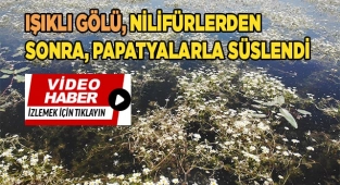 Nilüfer çiçekleri gitti, papatyalar geldi