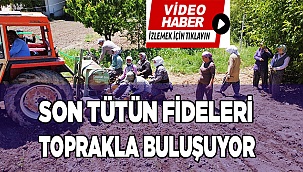 Son tütün fideleri toprakla buluşuyor