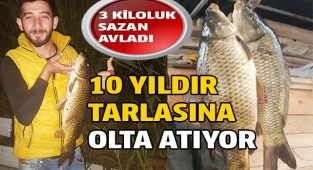 Tarlada oltasına 3 kiloluk sazan takıldı