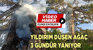 Yıldırım düşen ağaç 3 gündür yanıyor