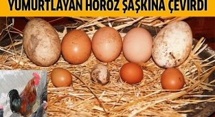 Yumurtlayan horoz şaşkına çevirdi