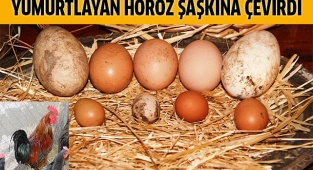 Yumurtlayan horoz şaşkına çevirdi