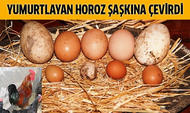 Yumurtlayan horoz şaşkına çevirdi