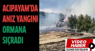 Acıpayam'da anız yangını ormana sıçradı