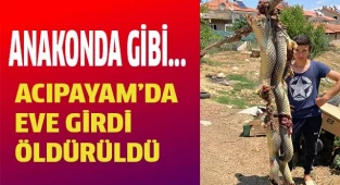 Acıpayam'da eve giren yılan öldürüldü