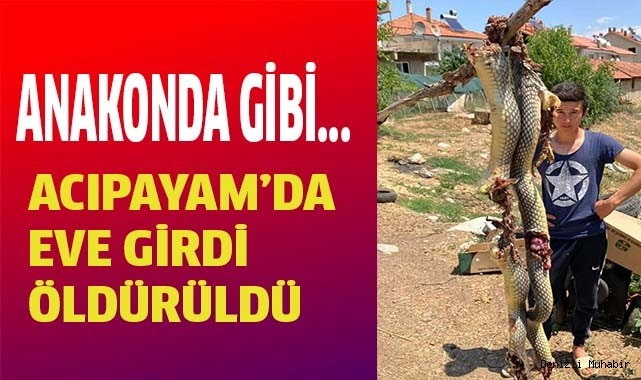 Acıpayam'da eve giren yılan öldürüldü