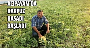 Acıpayam'da karpuz hasatı başladı