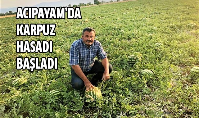 Acıpayam'da karpuz hasatı başladı