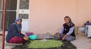 Bamya hasadı başladı