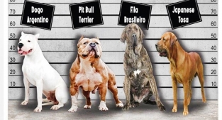 Bu köpekleri sahiplenen 11 bin lira ceza ödeyecek