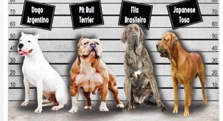 Bu köpekleri sahiplenen 11 bin lira ceza ödeyecek