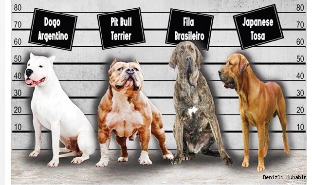 Bu köpekleri sahiplenen 11 bin lira ceza ödeyecek