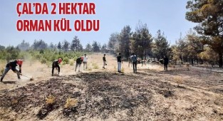 Çal'da 2 hektar orman kül oldu