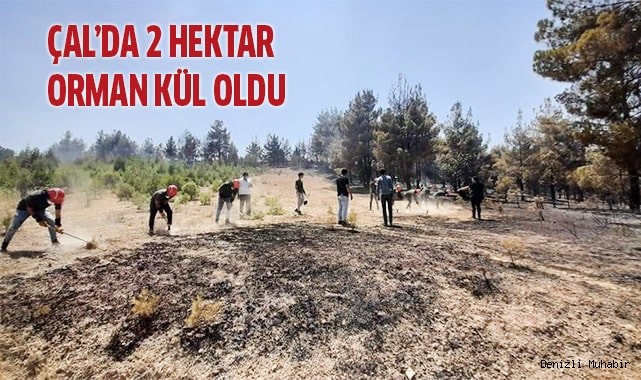 Çal'da 2 hektar orman kül oldu