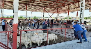 Çal Hayvan Pazarı açıldı