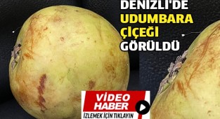 Denizli'de nadir rastlanan Udumbara çiçeği görüldü