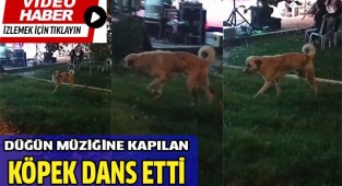 Düğün müziğinin ritmine kapılan köpek dans etti