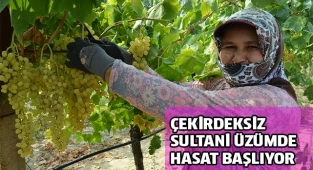Dünyaca ünlü çekirdeksiz Sultani üzümde hasat başlıyor