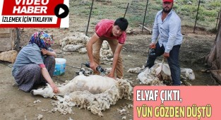 Elyaf kullanımı artınca koyun yünleri gözden düştü