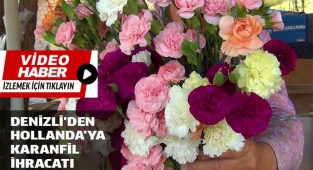 En kaliteli karanfiller Denizli’den
