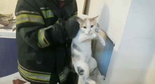 Havalandırma bacasına düşen kediyi itfaiye kurtardı