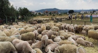 Kesilen kurban nasıl dağıtılır?