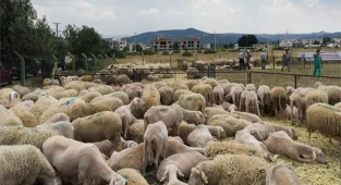 Kesilen kurban nasıl dağıtılır?