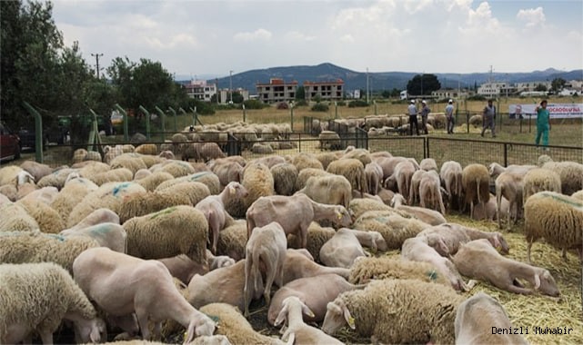 Kesilen kurban nasıl dağıtılır?